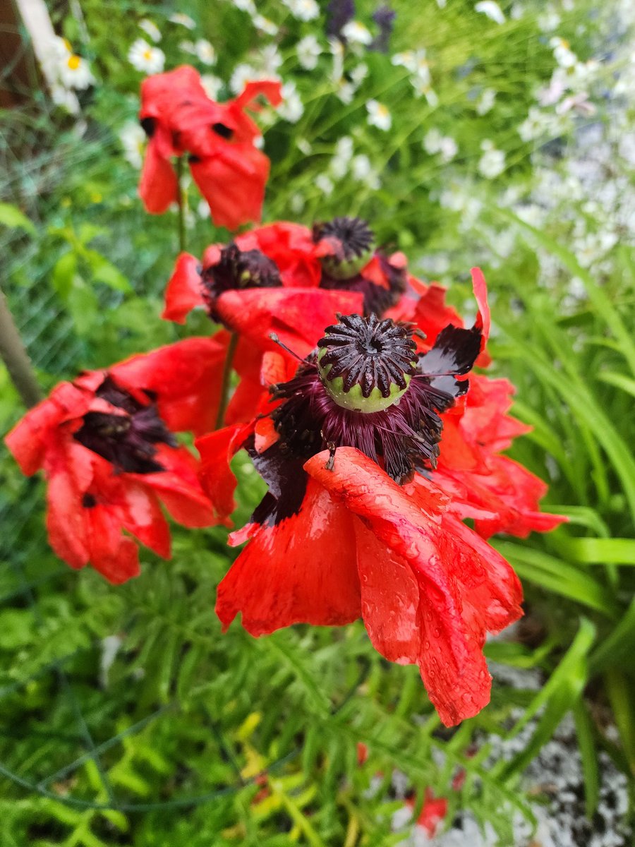 Lots of hail in the SE. The garden has seen better days. #yyc #abstorm #shareyourweather