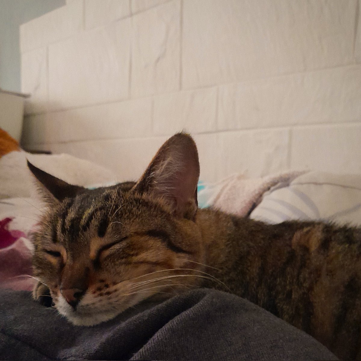 pradsof's tweet image. 🤎