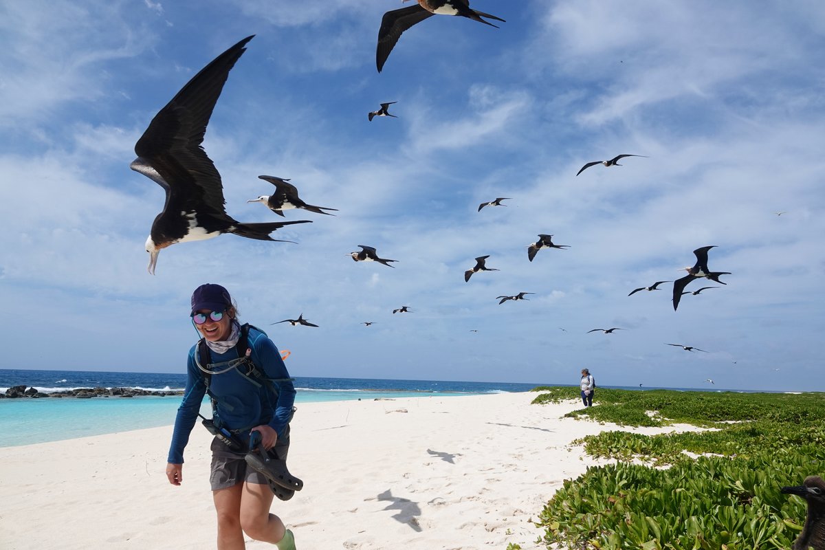 Women in Seabird Science tweet media