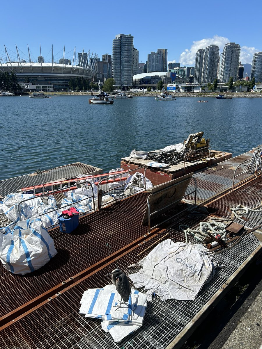 Not much happening down at this #FalseCreek work station next to <a href="/scienceworldca/">Science World</a>, but this big Heron seems to be minding the store and catching some sun. 
Bigger than he(she?) looks! <a href="/bcplace/">BC Place</a> <a href="/FalseCreekRes/">FCRA</a>