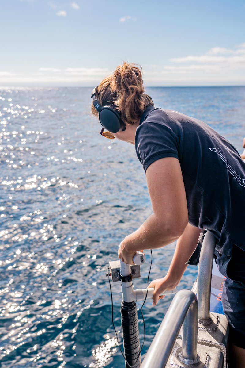 Did you know, we use a Hydrophone (underwater microphone) to find the sperm whales.
Our hydrophones, can pick up the echolocation of a sperm whale anywhere from 1 to 8 miles away. 🔊🐋