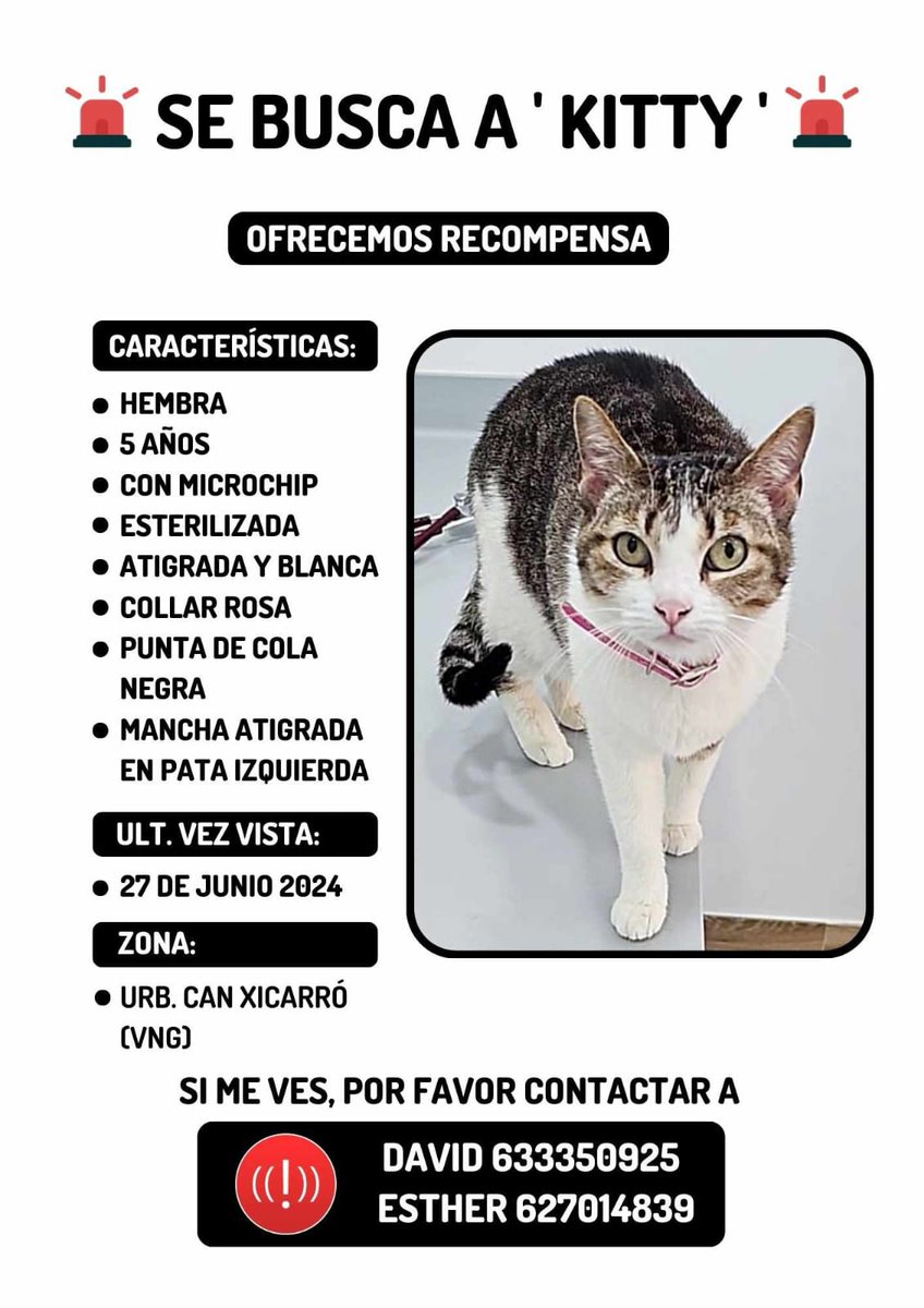 gats_protectora's tweet photo. Perduda a #vilanovailageltru #vng #gats #gatos #protectora #gata #gataperduda #gataperdida #SeBusca #kitty #canxicarró #Vilanova #xarxaanimalista #XarxaBarcelonaPerduts #PERDIDA #perduda #esbusca #escerca #coloniesdegats https://t.co/80YAEZRqsM