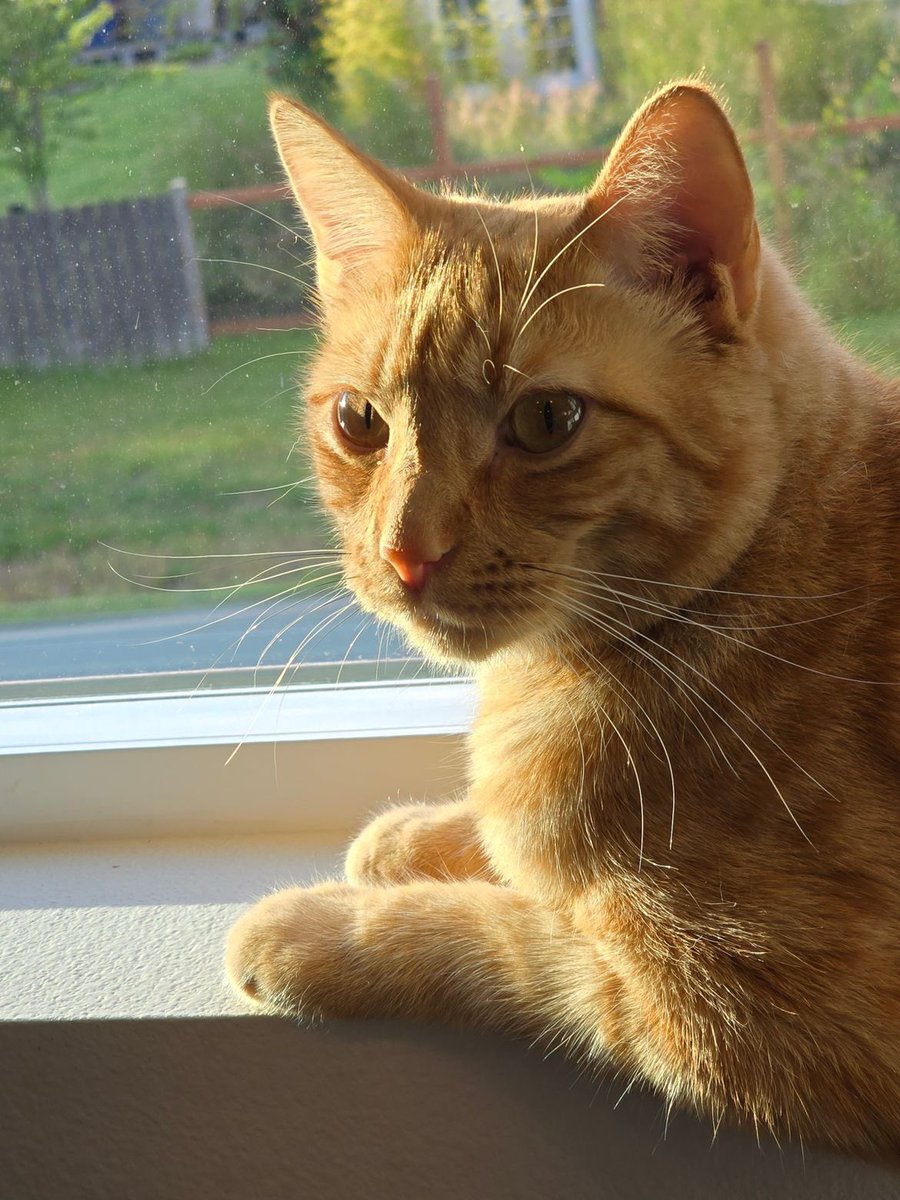 lindaworkerbee's tweet image. #PetsForBiden