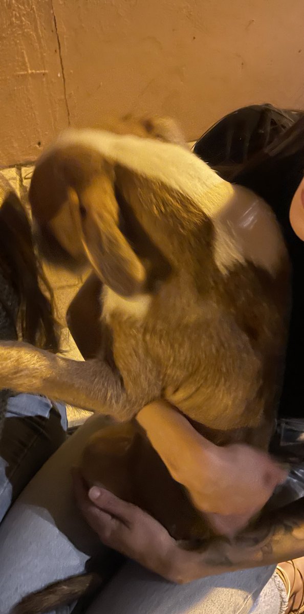 Perro encontrado en la zona de Tomás Morales, si alguien sabe de su dueño que me escriba