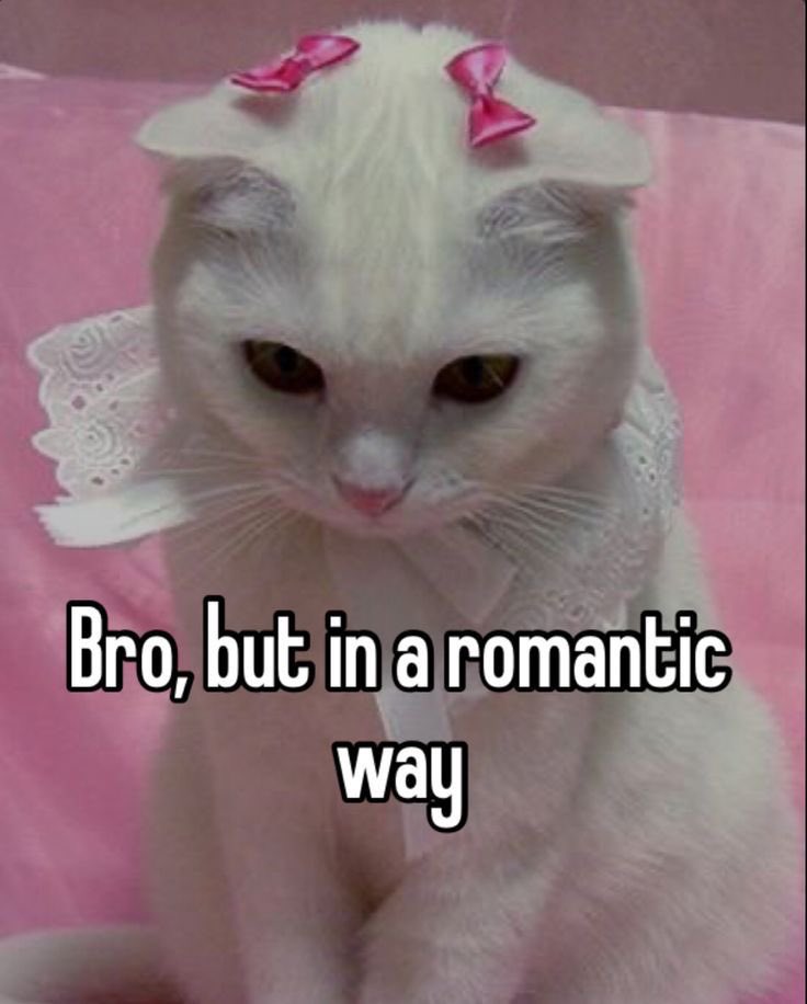 chaotic cats (@chaoticcatpics) on Twitter photo 