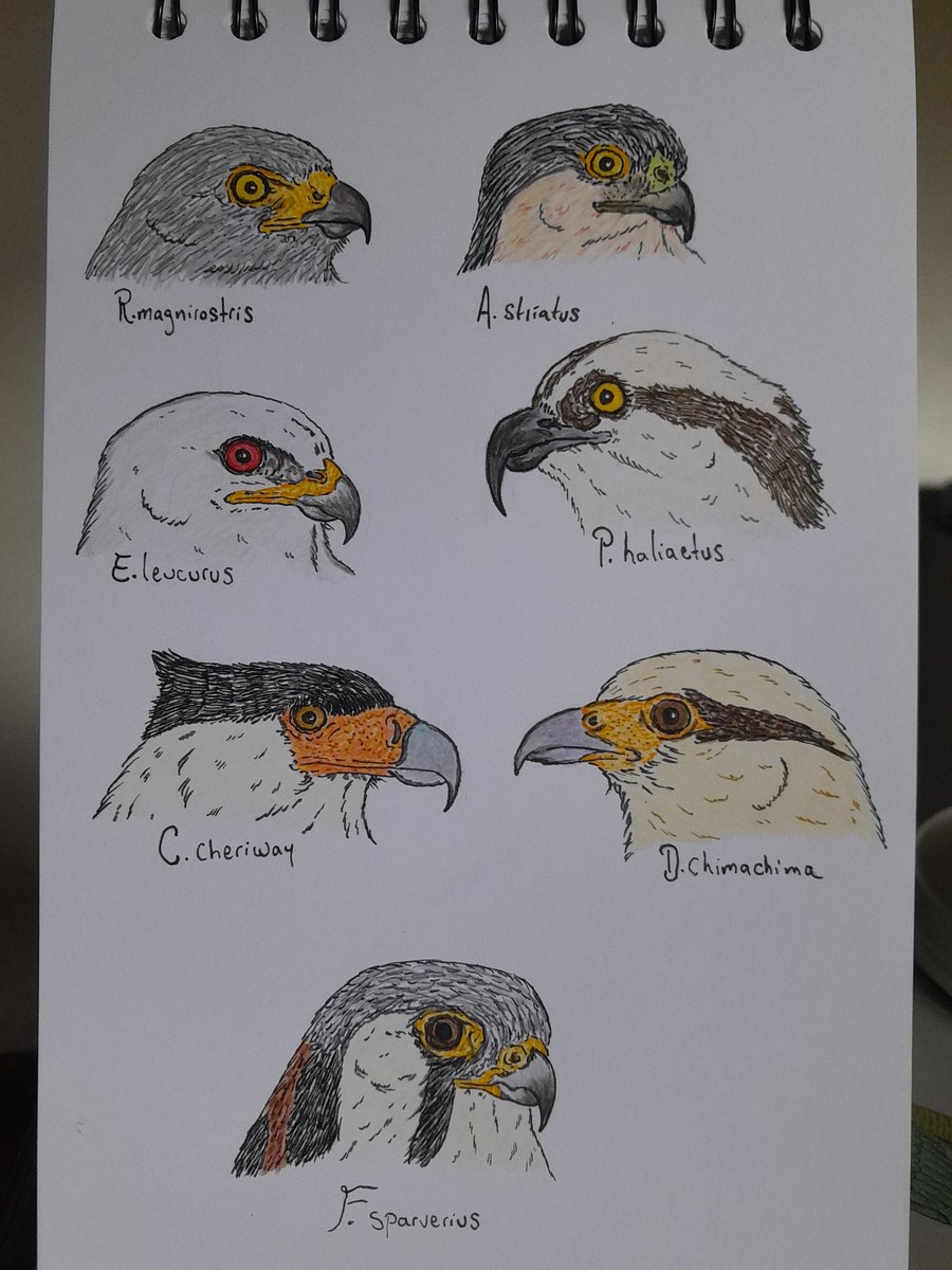 AyalaSarasty's tweet photo. Algunas rapaces de Popayán https://t.co/Q43gruXvfq