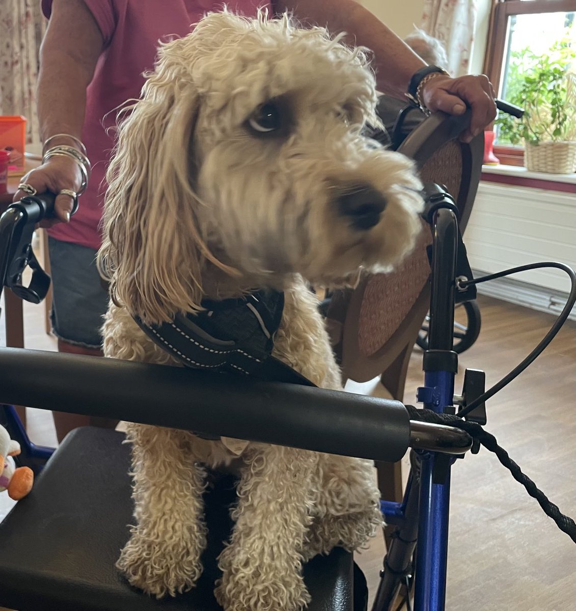 Wendy Mead (@wendymgcc) on Twitter photo Recognition Pins for our lovely animal friends at The Grange today 💕 Philbert & Florrie” the unconditional love and support you give to us all is truly special 😍 #Choice #above&beyond #respect #empathy #support #oxfordshire <a href="/ForestHealthLtd/">Forest Healthcare</a> Recognition Pins for our lovely animal friends at The Grange today 💕 Philbert & Florrie” the unconditional love and support you give to us all is truly special 😍 #Choice #above&beyond #respect #empathy #support #oxfordshire <a href="/ForestHealthLtd/">Forest Healthcare</a>