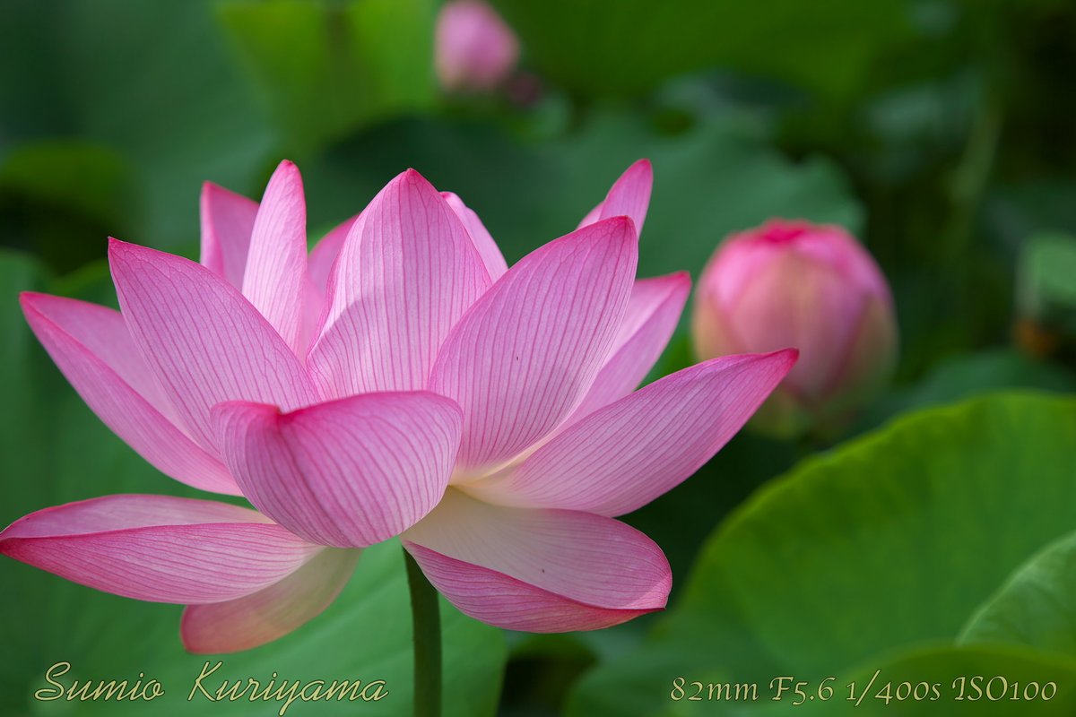 sumio_kuri's tweet photo. #オオガハス

#flowerphotography #Lotus  #Ogahasu_lotus #大賀蓮 #埼玉県行田市 #古代蓮の里 https://t.co/48QiPoz5QX