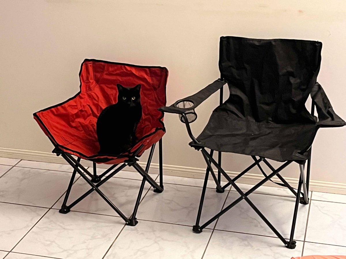 jodieobrien's tweet photo. Studio cat?
#BlackCat #blackcats #cat #cats #catstagram #CatsofTwittter #CatsOfX #blackcatsoftwitter #pretenddog #cutie #fakedog #studiocat #catsonchairs #rescuecat #fosterfail #Kitten #KittensOfTwitter #kittensofx #KittenOfX #Kittenoftwitter #catsonthings #kittens #meow #Yes https://t.co/z0utpbAoHh