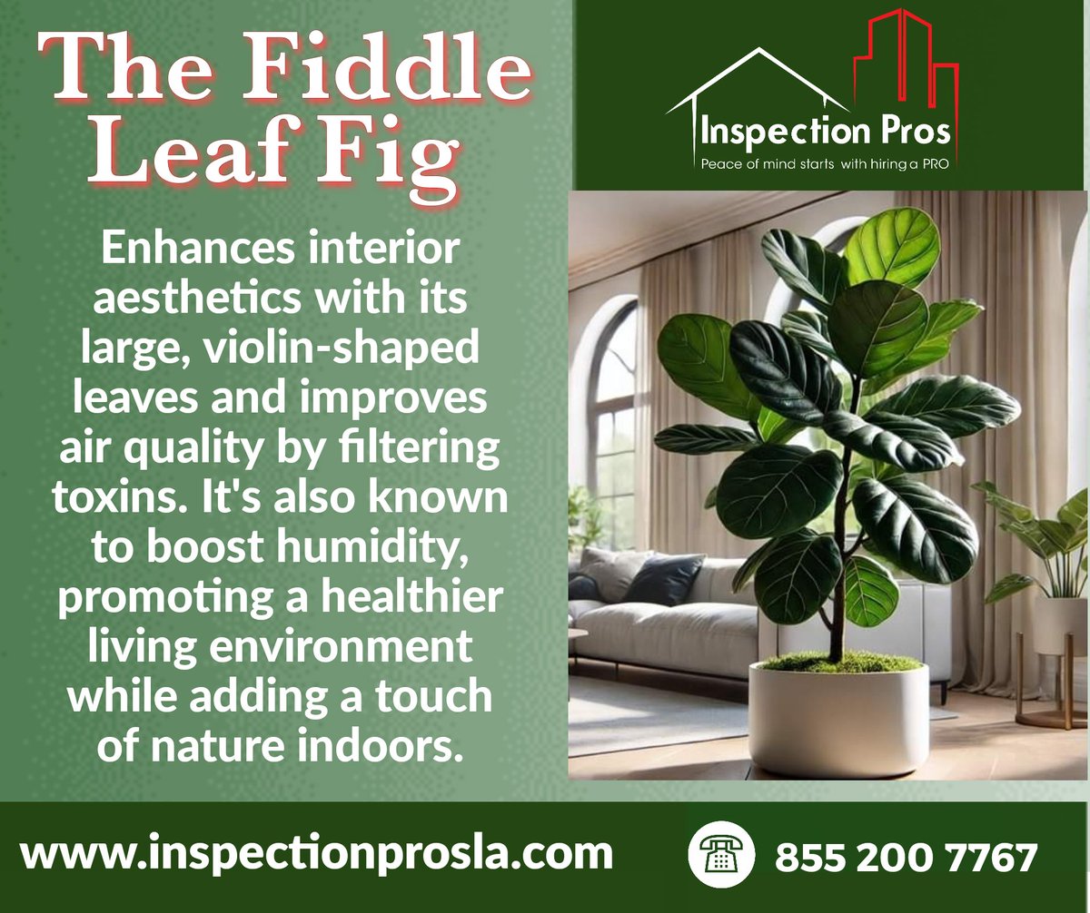 Martell1Melody's tweet photo. The Fiddle Leaf Fig, with its iconic violin-shaped leaves, elevates home decor while improving air quality and humidity.
🌐 https://t.co/PdqLrnzlZf
#fiddleleaffig #homedecor #interiordesign #houseplants #greenliving #airpurifyingplants #indoorplants #plantlover #TropicalPlants https://t.co/lR4uXDxNxL