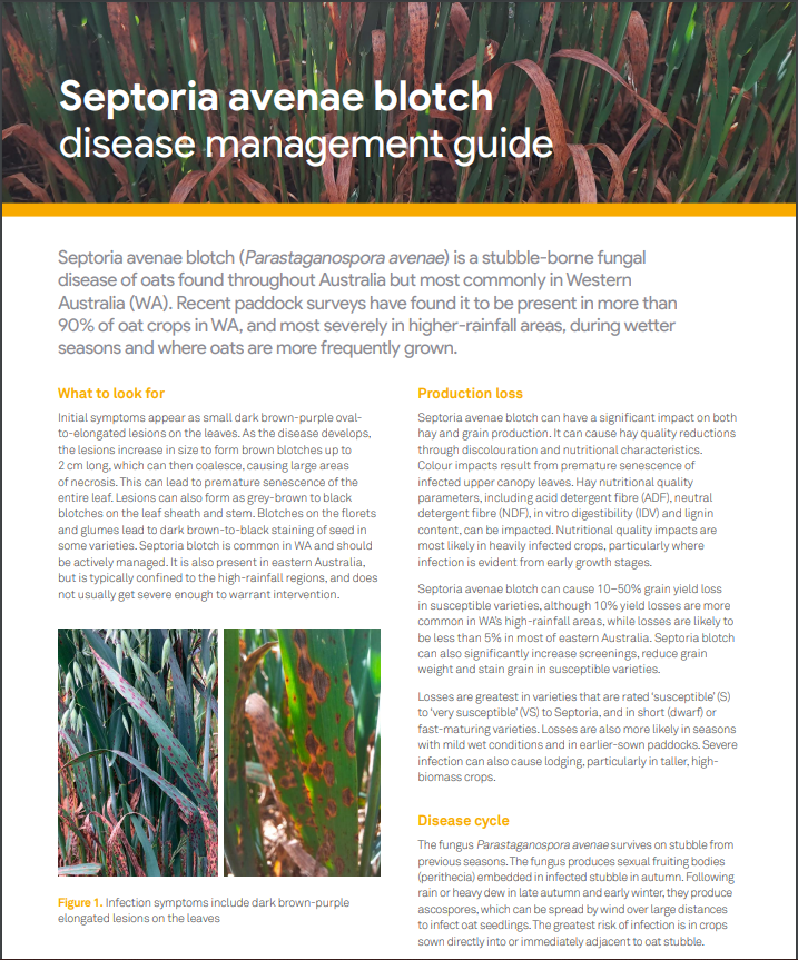 Oat diseases appearing in your paddock?🌱
📷Check out the disease management guides for Septoria bit.ly/43vmi0dOat stem &amp; leaf (crown) rust bit.ly/3DnAk9C and Red Leather Leaf  bit.ly/3Y4TMS3 
<a href="/AgriFuturesAU/">AgriFutures Australia</a>
<a href="/DPIRDbroadacre/">DPIRD Broadacre - WA Grains & Livestock</a>
<a href="/VicGovAg/">Agriculture Victoria</a>