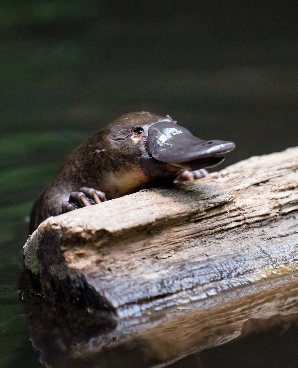 本日、日本でついに #新札発行 🥳 ということで、オーストラリアのお金