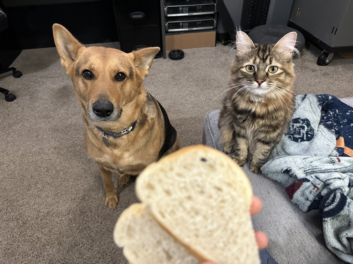 ZeroPointProps's tweet image. Is it normal for pets to be super bread obsessed or are mine just weird?