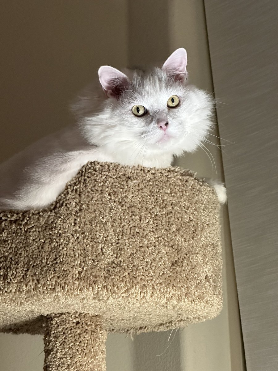 What did you say??? 
#CatsofTwittter  #cats #ghostface #prettypearl #what