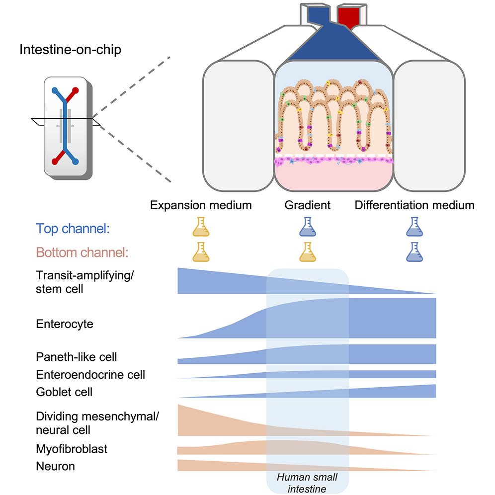 Researchers at <a href="/umcg/">UMCG</a> with Dr.<a href="/MoerkensRenee/">Renée Moerkens</a> used organ-on-chip technology to develop a #hiPSC-derived intestinal barrier 🚧 with apical and basolateral access in a more physiological #microenvironment.

📖 <a href="/CellReports/">Cell Reports</a> | bit.ly/3RRSQ1r?