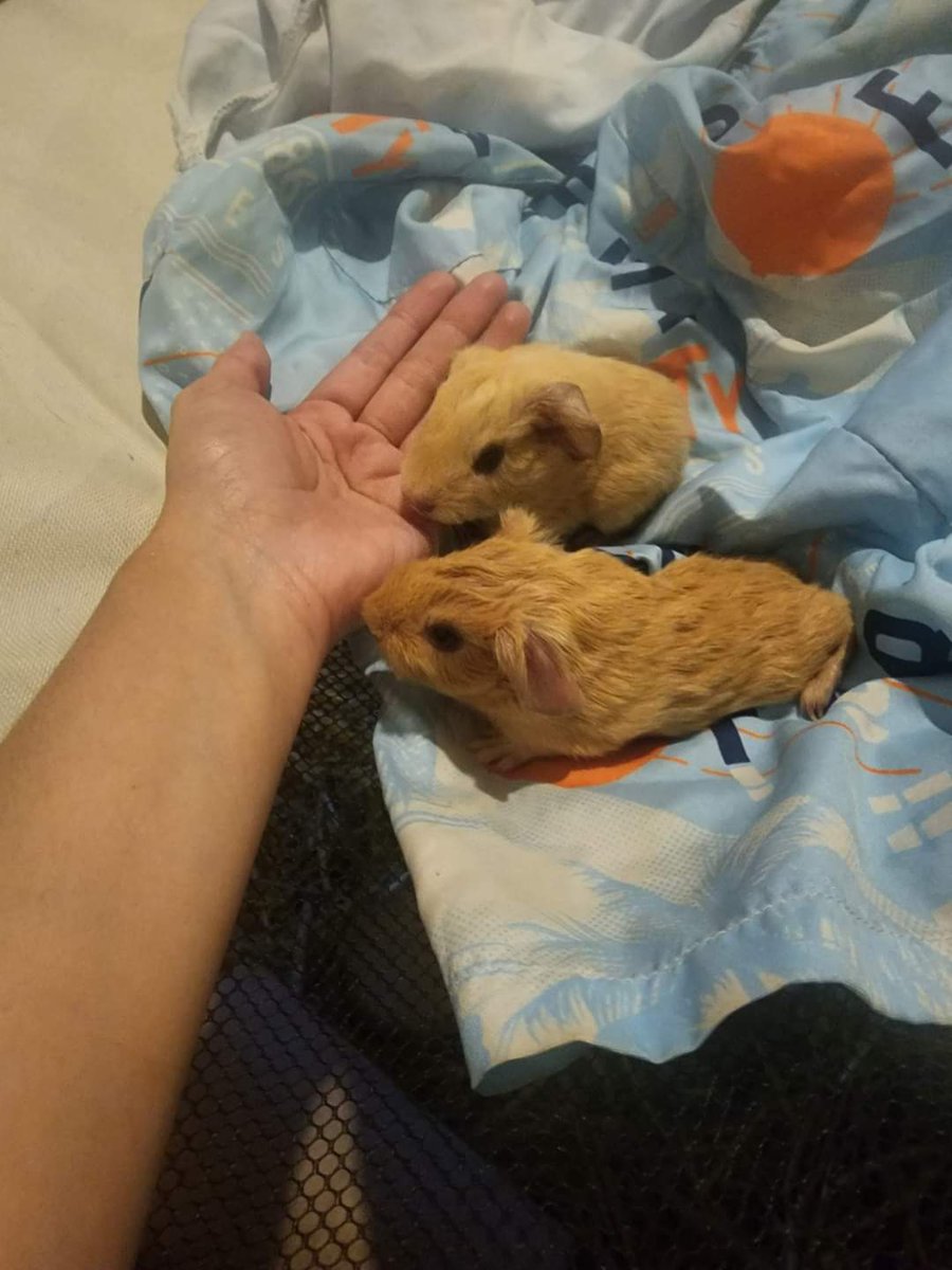 reijiqk's tweet image. น้องๆคอกใหม่มาแล้วค่ะ คุนปม่ตั้งท้องนานมาก ลูกตัวใหญ่คลอดยากมาก พ่อเขาก้อตัวใหญ่มากๆด้วย สีอ่อนมีมาร์คหูจมูก สีเข้มหน้าหักๆค่ะ พ่อแม่ฟามดัง (น้องมีชื่อเรียก โอเว่น แครกเกอร์ พุดดิ้ง นะคะ) จะมีรูปปลากรอบมาไวไวนี้
#หนูแกสบี้ #หาบ้าน #exoticpet เลี้ยงเองส่งต่อเองค่ะ