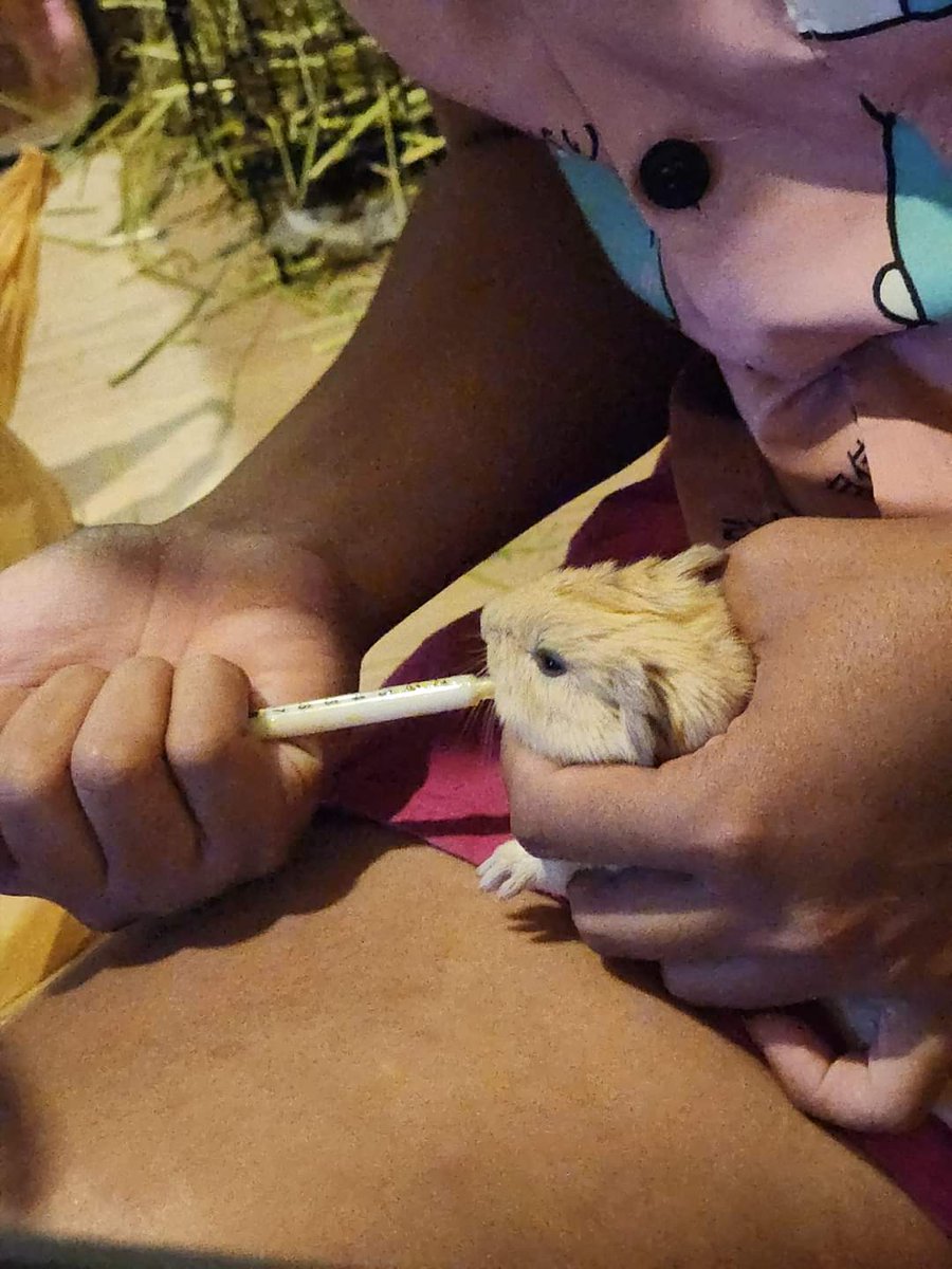 reijiqk's tweet image. น้องๆคอกใหม่มาแล้วค่ะ คุนปม่ตั้งท้องนานมาก ลูกตัวใหญ่คลอดยากมาก พ่อเขาก้อตัวใหญ่มากๆด้วย สีอ่อนมีมาร์คหูจมูก สีเข้มหน้าหักๆค่ะ พ่อแม่ฟามดัง (น้องมีชื่อเรียก โอเว่น แครกเกอร์ พุดดิ้ง นะคะ) จะมีรูปปลากรอบมาไวไวนี้
#หนูแกสบี้ #หาบ้าน #exoticpet เลี้ยงเองส่งต่อเองค่ะ