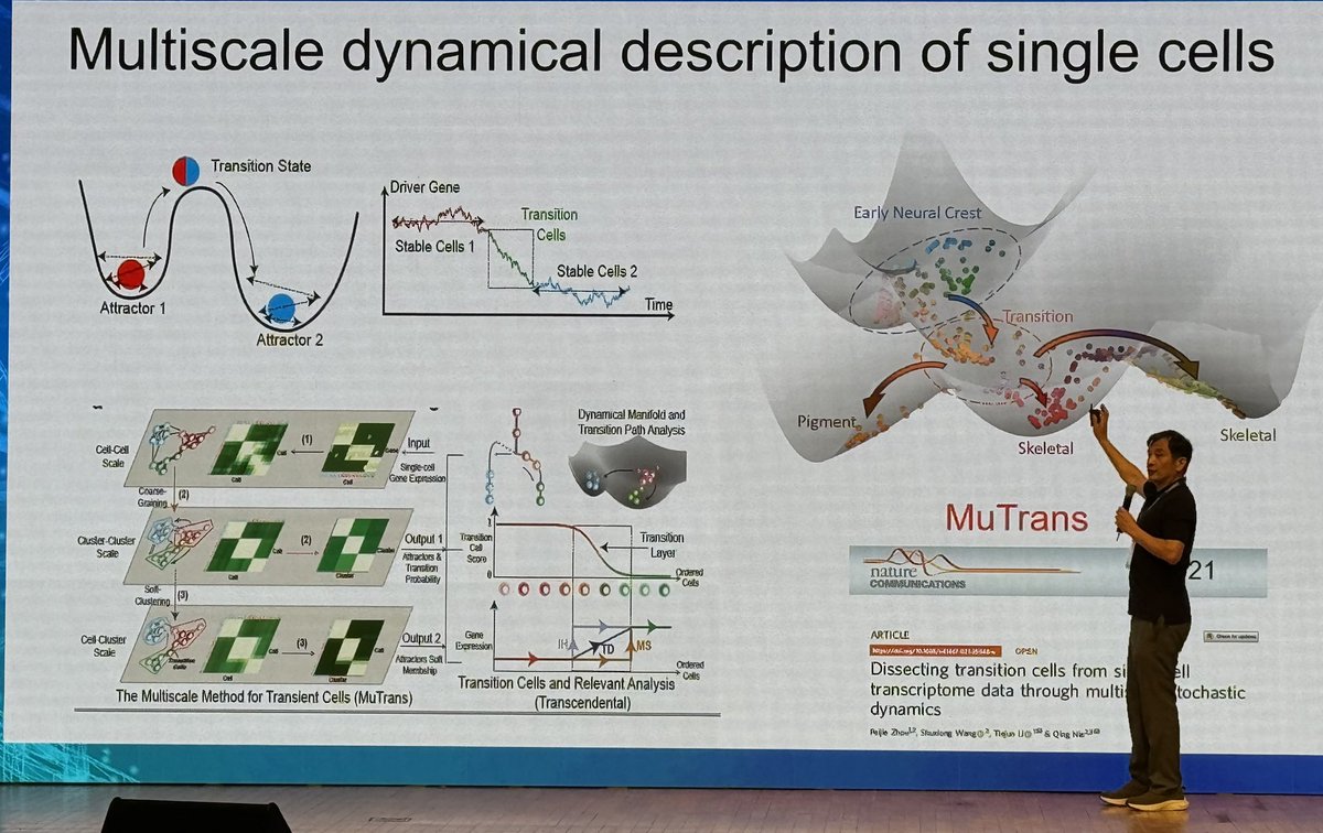 ara_anderson's tweet image. Today’s plenary #smb2024 is Qing Nie giving a beautifully visual presentation on, Multicellular organization: from biophysical models to single-cell genomics #KSMB @ucimath @UCIBioSci