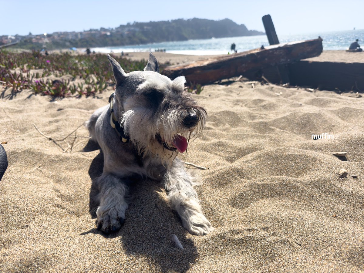 muffinjai's tweet photo. Sunβs out, tongueβs out! βοΈ Back at #BakerBeach working on my fur-tastic tan. πΆοΈ Donβt worry hoomans, hydration is key, and Dadβs got the water stash. π¦ Stay pawsome! #TongueOutTuesday #TOT #BeachBumPup #HydrateOrDydrate #SanFrancisco
#SanFranciscoDogs #DogsOfSanFrancisco πΊπΈπΆ https://t.co/xEIyVm7324
