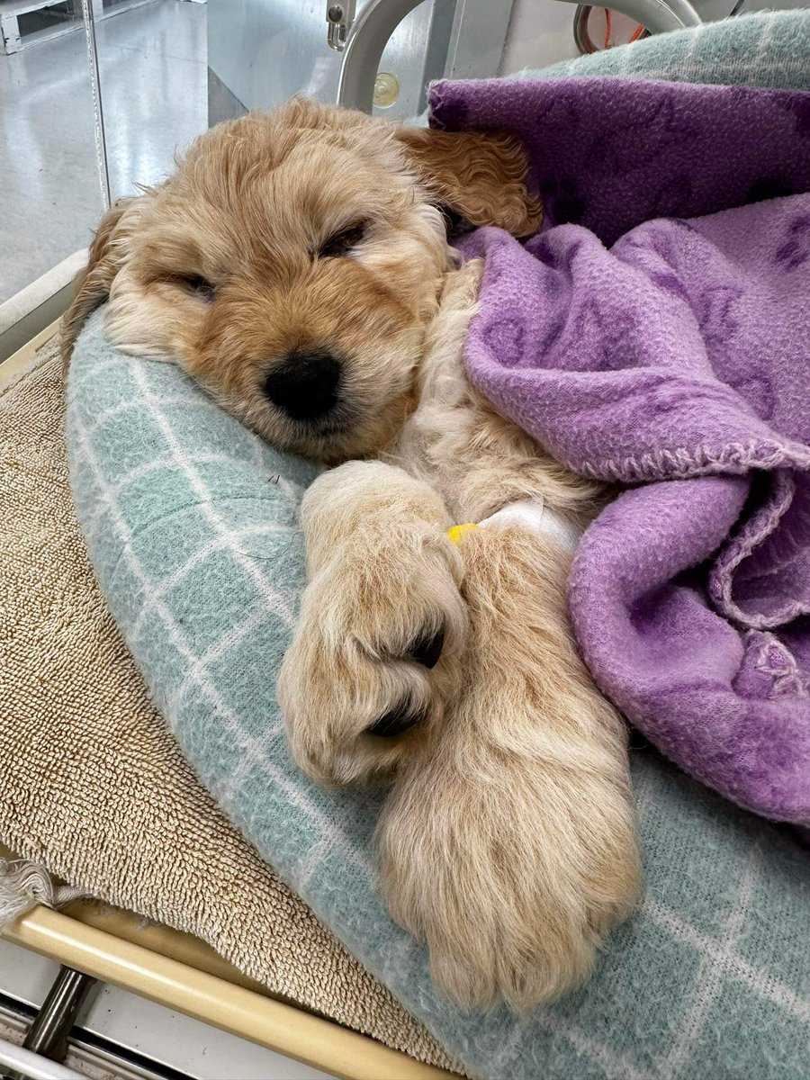 Toby has been into the clinic today for the first surgery to correct his birth defects. He’ll need another surgery in a few months and then he (should) be all good! He did well today. Brave little man.