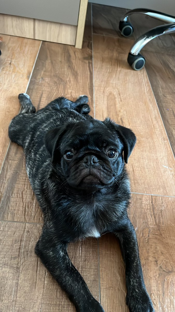 luizggspe's tweet photo. Ensinei o meu cachorro que quando ele cagar no tapetinho, ele ganha um petisco…. Pois bem, o bixo é tão ligeiro que começou cagar parcelado pra ganhar vários petiscos https://t.co/fDwhE0wzln