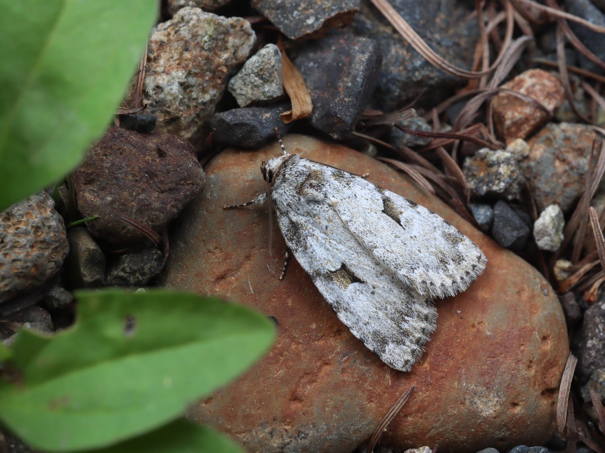 bear_moth_'s tweet photo. 北海道で見られて嬉しかったケンモン

シベチャケンモンは場所選びから間違っていたと思います。相変わらず採集のセンスと実力がない https://t.co/Hq6lwrKlCa