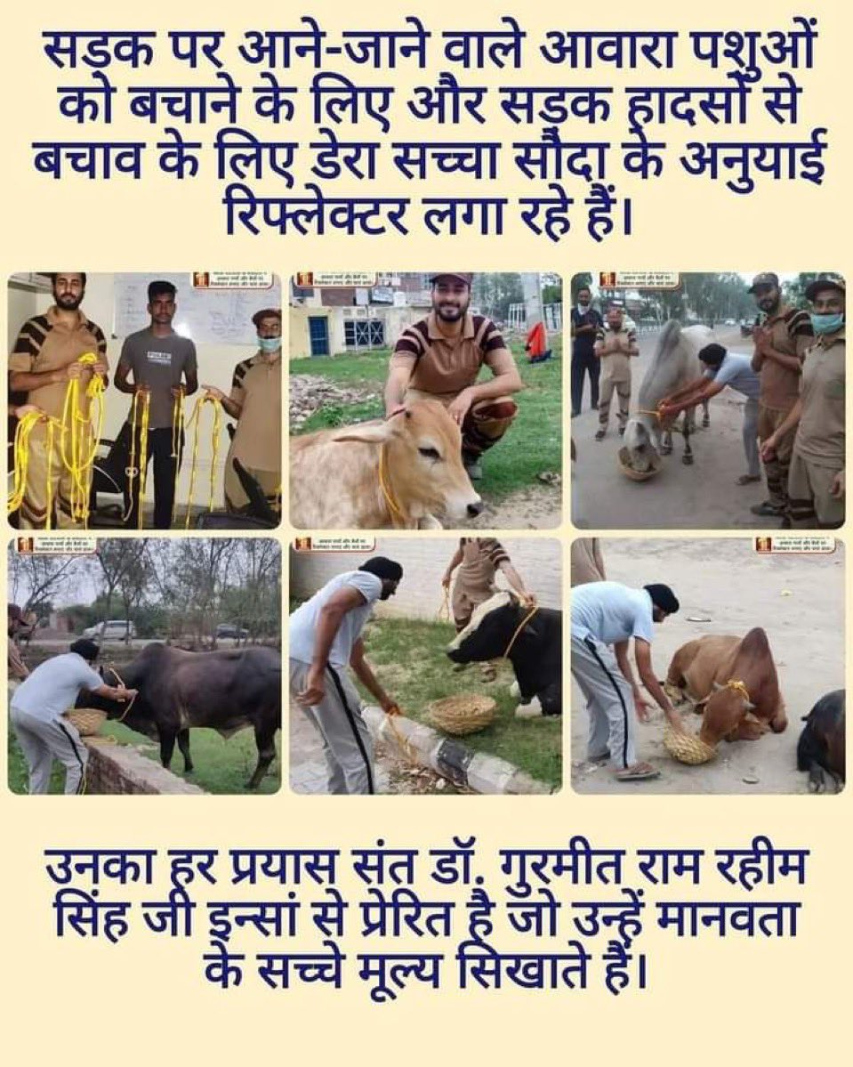 lalitmiglani's tweet photo. यह भी मनुष्य का कर्तव्य है कि वह पशुओं के प्रति क्रूरता छोड़कर उन्हें प्यार व देखभाल दे। Saint Dr MSG Insan  की प्रेरणा से DSS अनुयायी सड़कों पर घूमने वाले पशुओं की उचित देखभाल करते हैं, उनके लिए चारे की व्यवस्था करते हैं तथा बीमार पशुओं का इलाज करवाते हैं #kindToAnimals https://t.co/B8yrrFwWbs