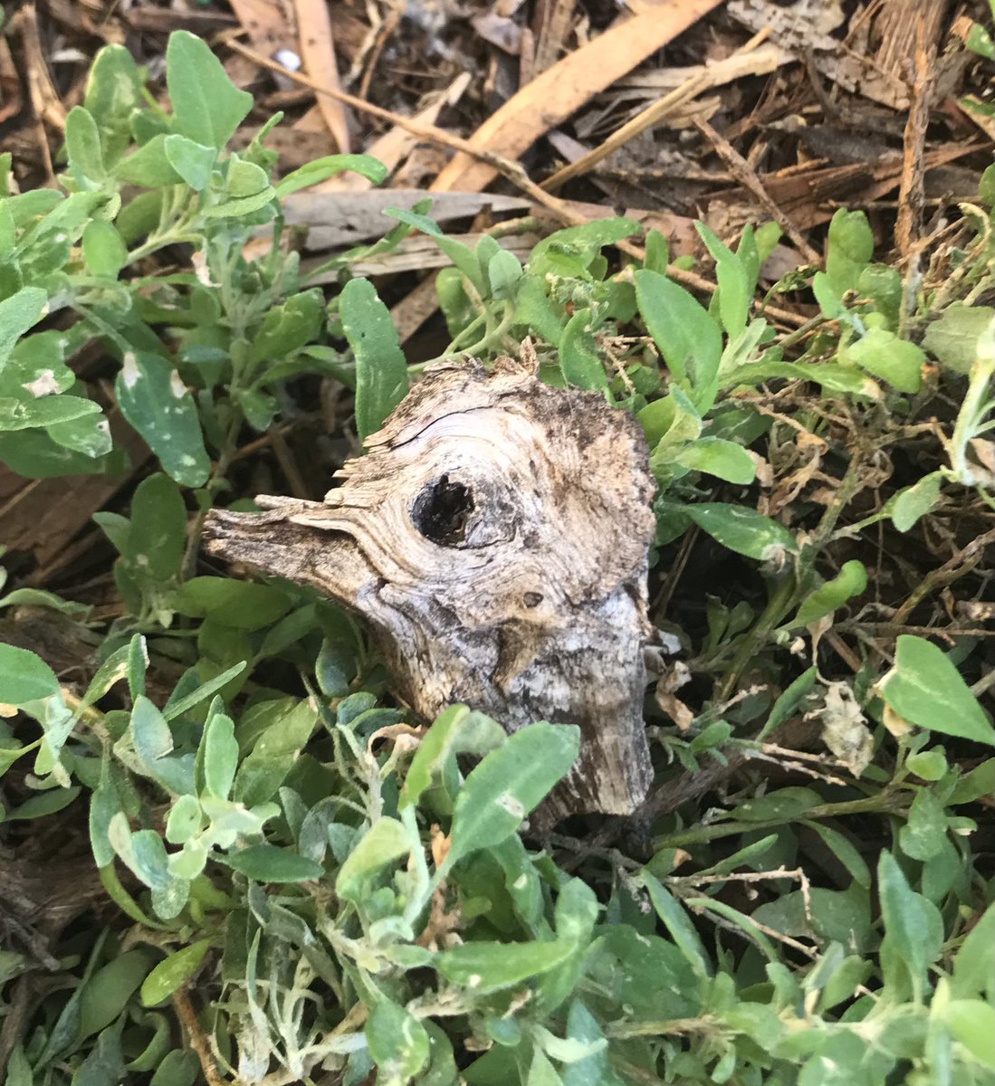 GabbyDean129686's tweet photo. #TinyTwigTuesday, a subsidiary of the #HotStick franchise. Like a little fossil of a baby bird. Found in the garden mulch. #nature_shapes #photography #curiosity https://t.co/0Ujyh69Nn3