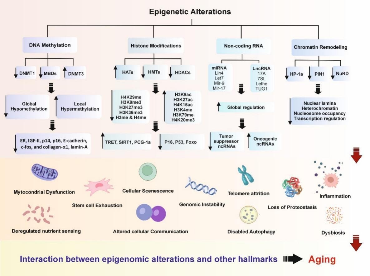 Epigenetic biomarkers in aging and longevity: Current and future application

sciencedirect.com/science/articl…