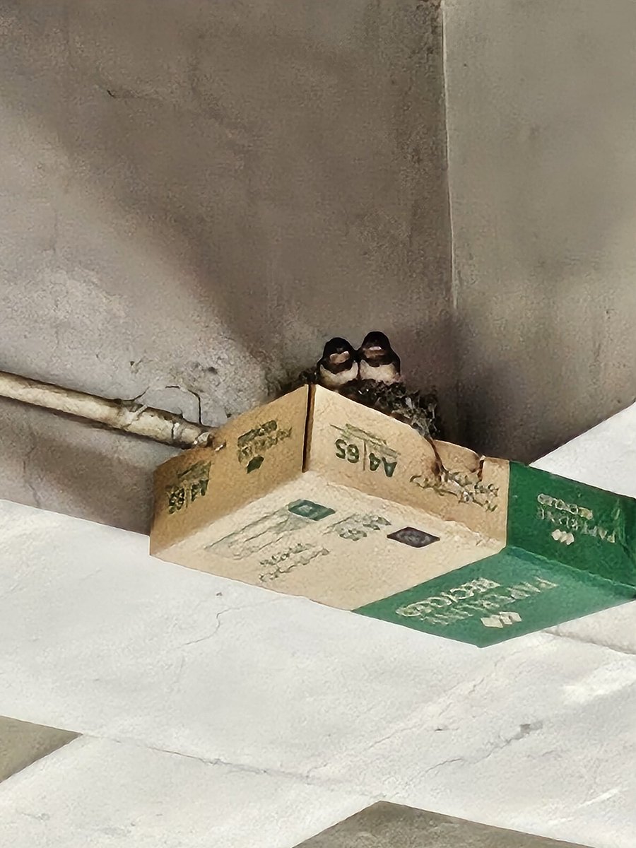 47beach1217's tweet photo. 職場のツバメがそろそろ巣立ちそう🐦🐦🐦 https://t.co/A1myW5vH44