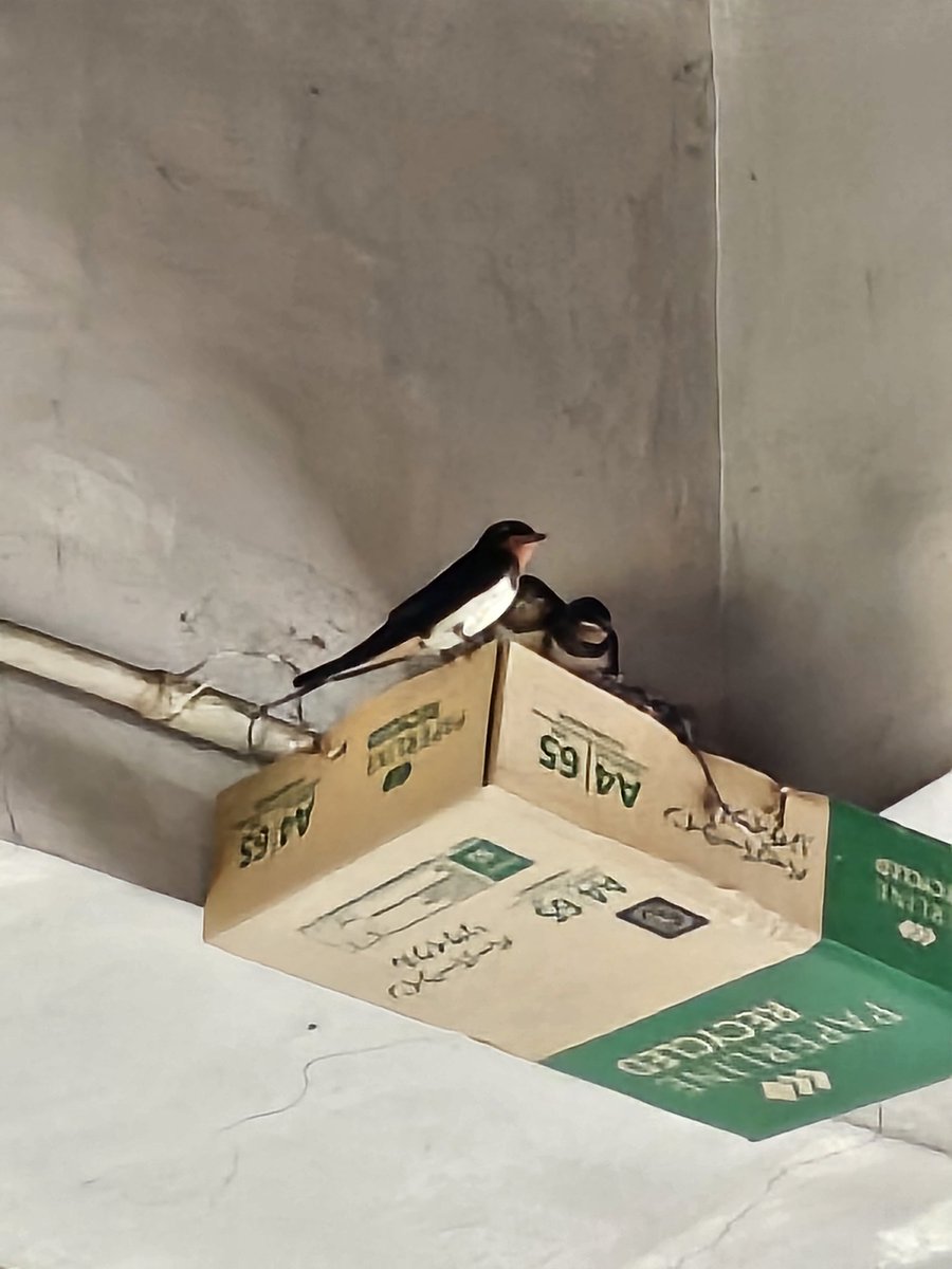 47beach1217's tweet photo. 職場のツバメがそろそろ巣立ちそう🐦🐦🐦 https://t.co/A1myW5vH44