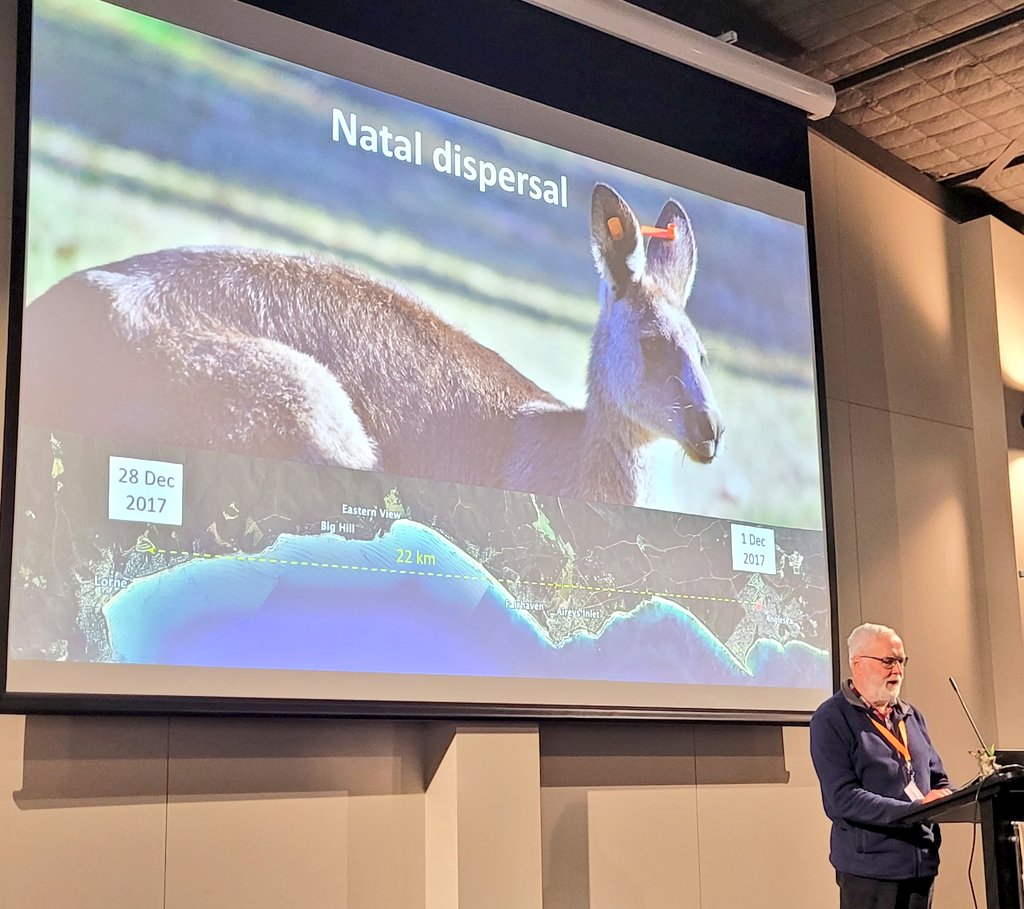Dr Marissa Parrott (@drmparrott) on Twitter photo A world record!? This beautiful male roo travelled between golf courses, more than 22 km, in just a few weeks! He's survived urban areas, cars, & more, & is doing well with his new mob. Amazing tracking work by Graeme Coulson at #AusMammSoc24
<a href="/AusMammals/">The Australian Mammal Society</a> <a href="/BioSci_UniMelb/">BioSciences UniMelb</a> A world record!? This beautiful male roo travelled between golf courses, more than 22 km, in just a few weeks! He's survived urban areas, cars, & more, & is doing well with his new mob. Amazing tracking work by Graeme Coulson at #AusMammSoc24
<a href="/AusMammals/">The Australian Mammal Society</a> <a href="/BioSci_UniMelb/">BioSciences UniMelb</a>