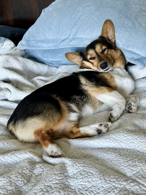 Yes it's my birthday week and yes it's exhausting 🐻 🎂🥳 This guy ⬇️🤷🏻&zwj;♂️🤣 https://t.co/GYVgd48td9<a href="/tag/bennkobra"class="tags"><span>#bennkobra</span></a>