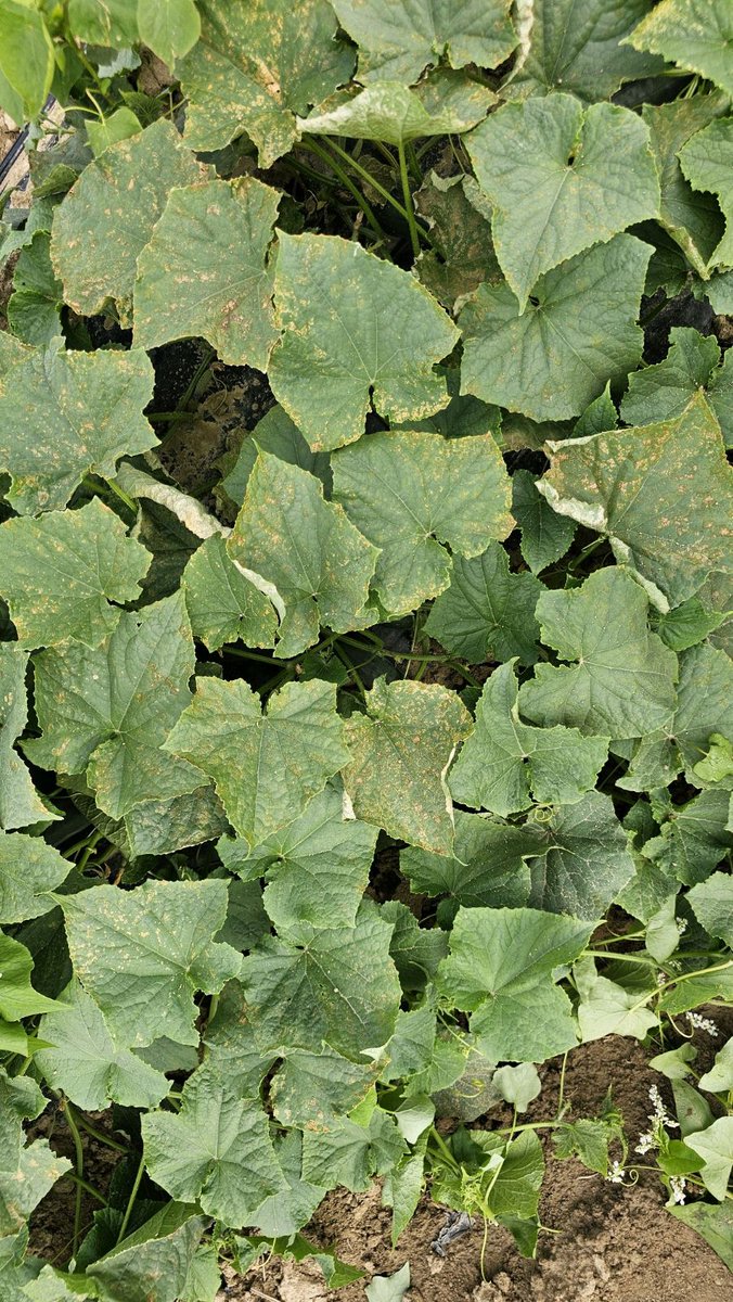 Cucumber downy mildew was detected in Medina County, OH today. This is the first report in this state in 2024, corresponding to a first report in SE MI today. Management recommendations can be found at u.osu.edu/miller.769. Photo by Frank Becker.
