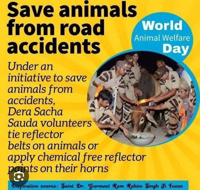 Amanpre33801112's tweet photo. The volunteers of DSS always come forward to wipe tears &amp; heal the wounds of hurt with the inspiration of Saint Dr MSG Insan. They take care of stray animals in every way possible. So leave out water in trays and bowls for birds, dogs&amp; cows to drink in this summer.
#KindToAnimal https://t.co/CX6XPdqMlF