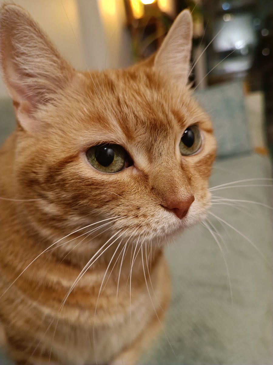 gemmyjones's tweet photo. Fui a tomar once con la gatisobrina Mumú la Bella. 
Muy merecido el nombre. 😊🥰😻 https://t.co/iZL2fruo0G
