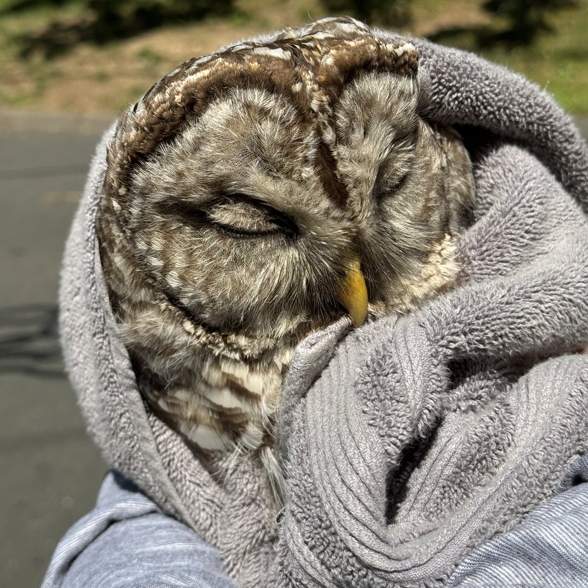 Went around a turn this morning in Simsbury, CT &amp; spotted an injured barred owl! Blocked traffic to keep it safe, another Good Samaritan moved it from the road &amp; waited for <a href="/Simsbury_Police/">Simsbury Police</a>. Hoping for a speedy recovery for this beautiful creature! <a href="/CTDEEPNews/">DEEP</a> #WildlifeRescue