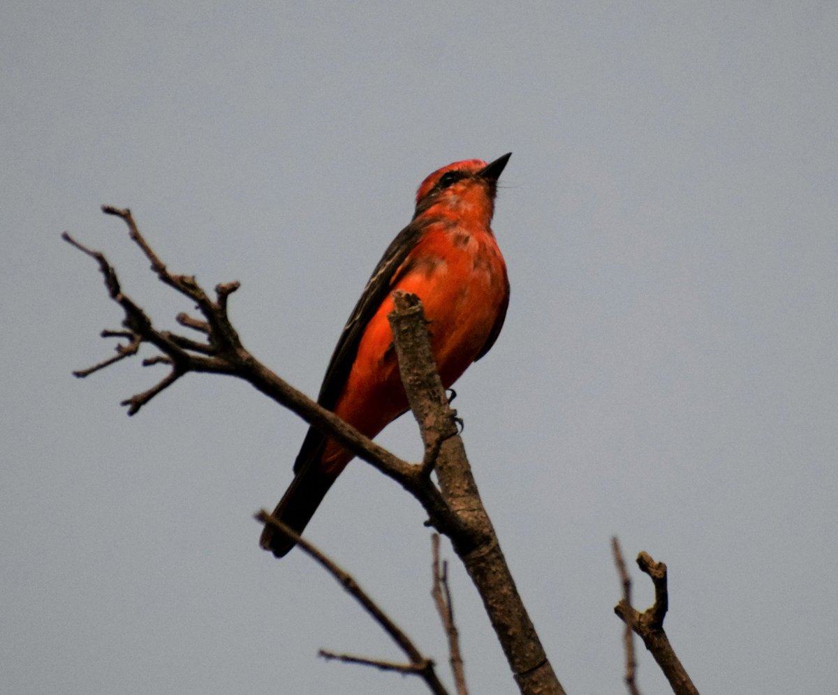 cjsbarros's tweet photo. Boa noite com o belo príncipe #birdphotography #birdsofinstagram #faunafrutoeflor #brasiliaecerrado #aves #wikiaves_oficial #inaturalist #principe #rubinus #praçadoscristais #boanoite #naturephotography https://t.co/JbYGqbBS4F