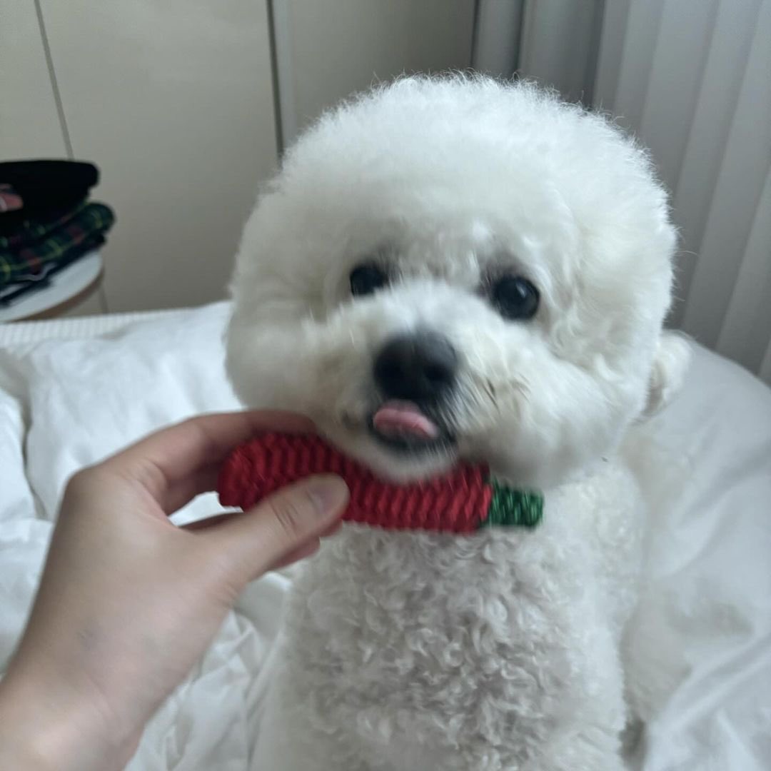 azzostagram tweet media