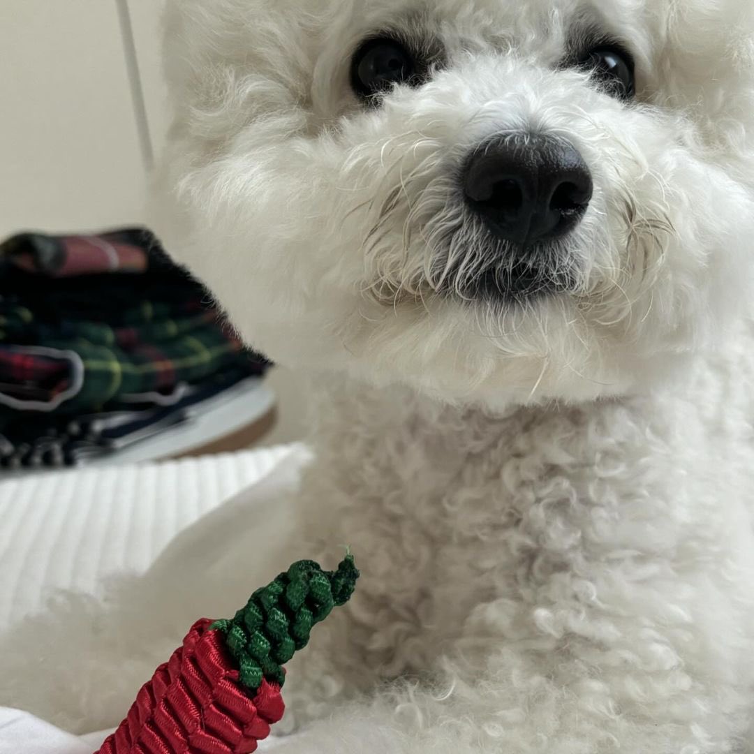azzostagram tweet media