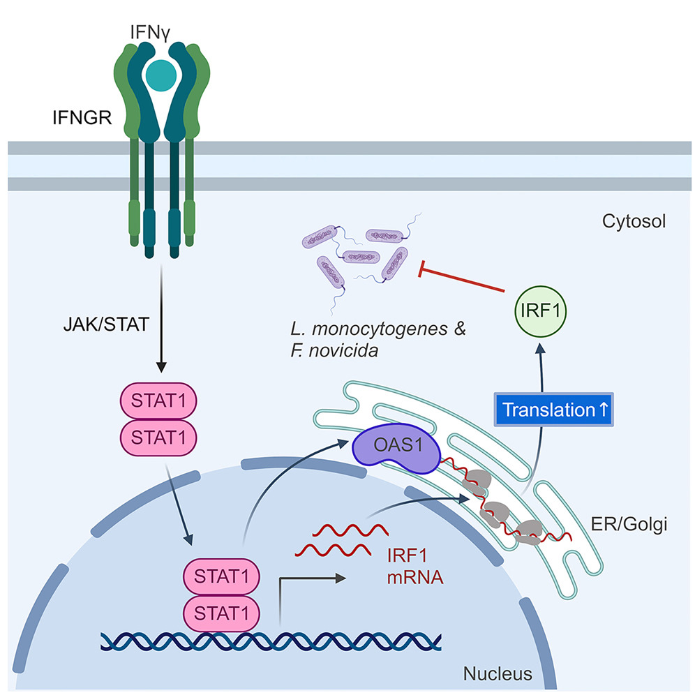 MicrobesInfect's tweet photo. The canonical antiviral protein oligoadenylate synthetase 1 elicits antibacterial functions by enhancing IRF1 translation
•Human #OAS1 and mouse Oas1b protect from cytosolic bacterial infection
•OAS1 loss leads to reduced antibacterial activity of IFNγ
https://t.co/PZsbXby5aw https://t.co/cP8ByHZgq8
