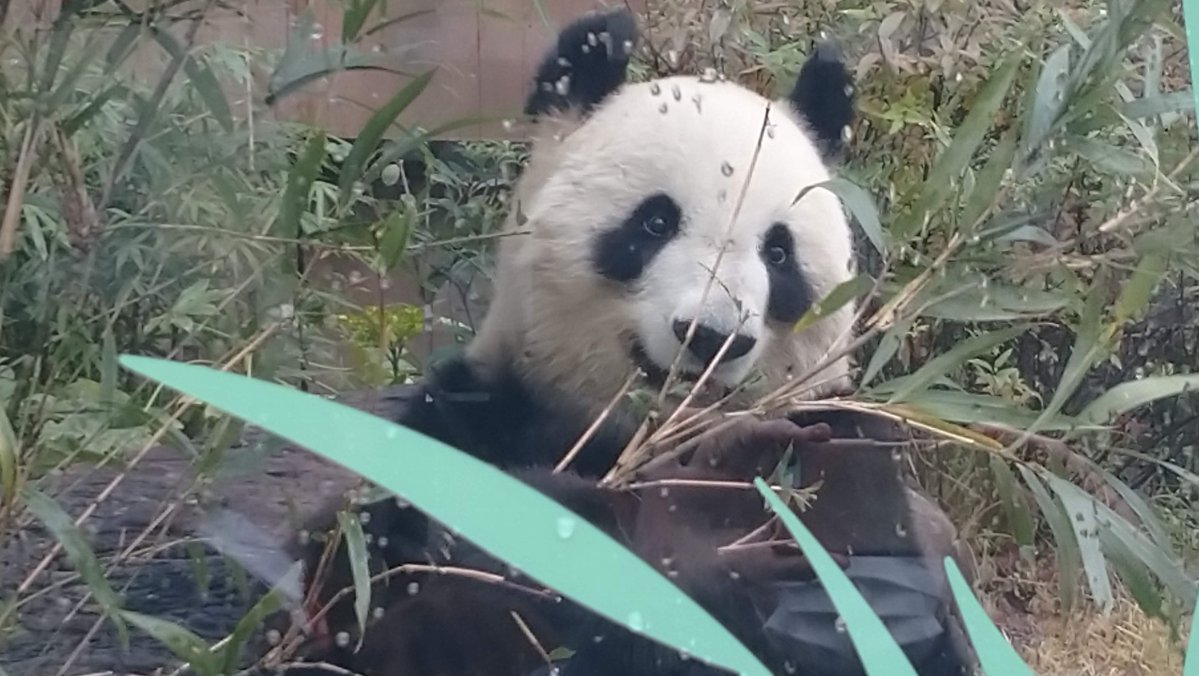 🌞🌞🌞🌞🌞HAPPY  HAPPY  BIRTHDAY🎉🎂💐🍎🎁🎀19歳お誕生日おめでとう!!赤ちゃんの頃から宇宙レベルで可愛くて超綺麗なシンちゃん🥰ママなのに時々美少女に見える。それでいてパワフルなんて、すごく素敵だわ！大好き💕リー君と上野に来てくれてありがとうね。これからも健康を祈ってます　＃シンシン