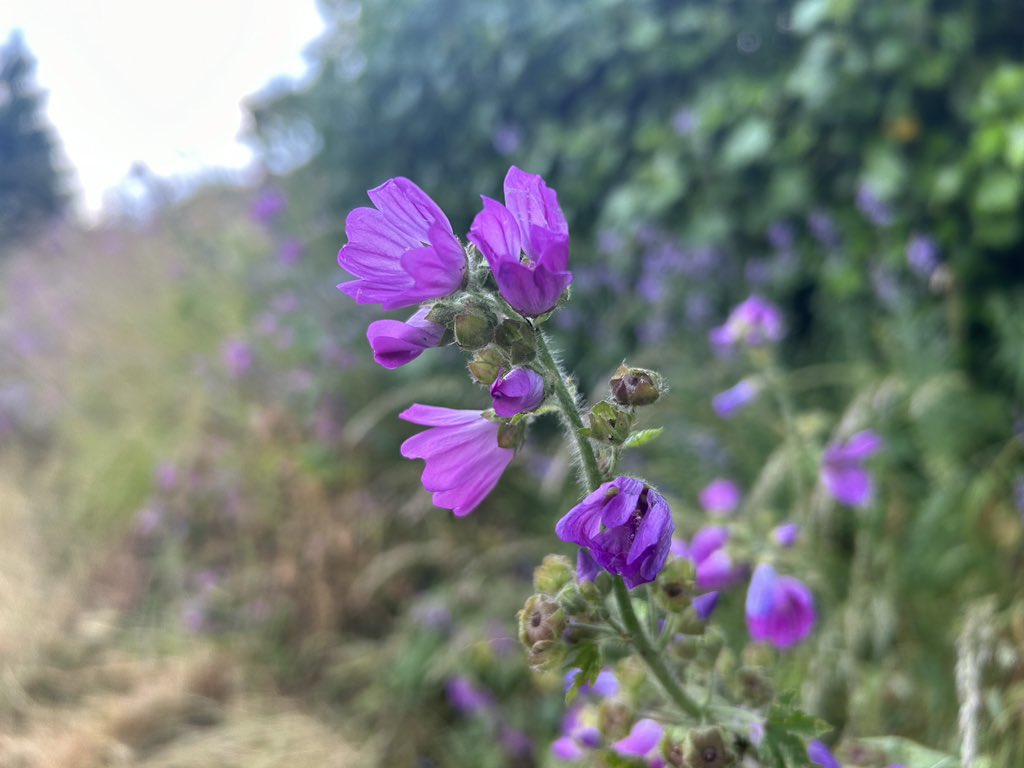 localdragons's tweet photo. Bore da - Good morning! 🌺 🌹 🌷 💐
#yourlocaldragon https://t.co/Jba5PHkUIZ