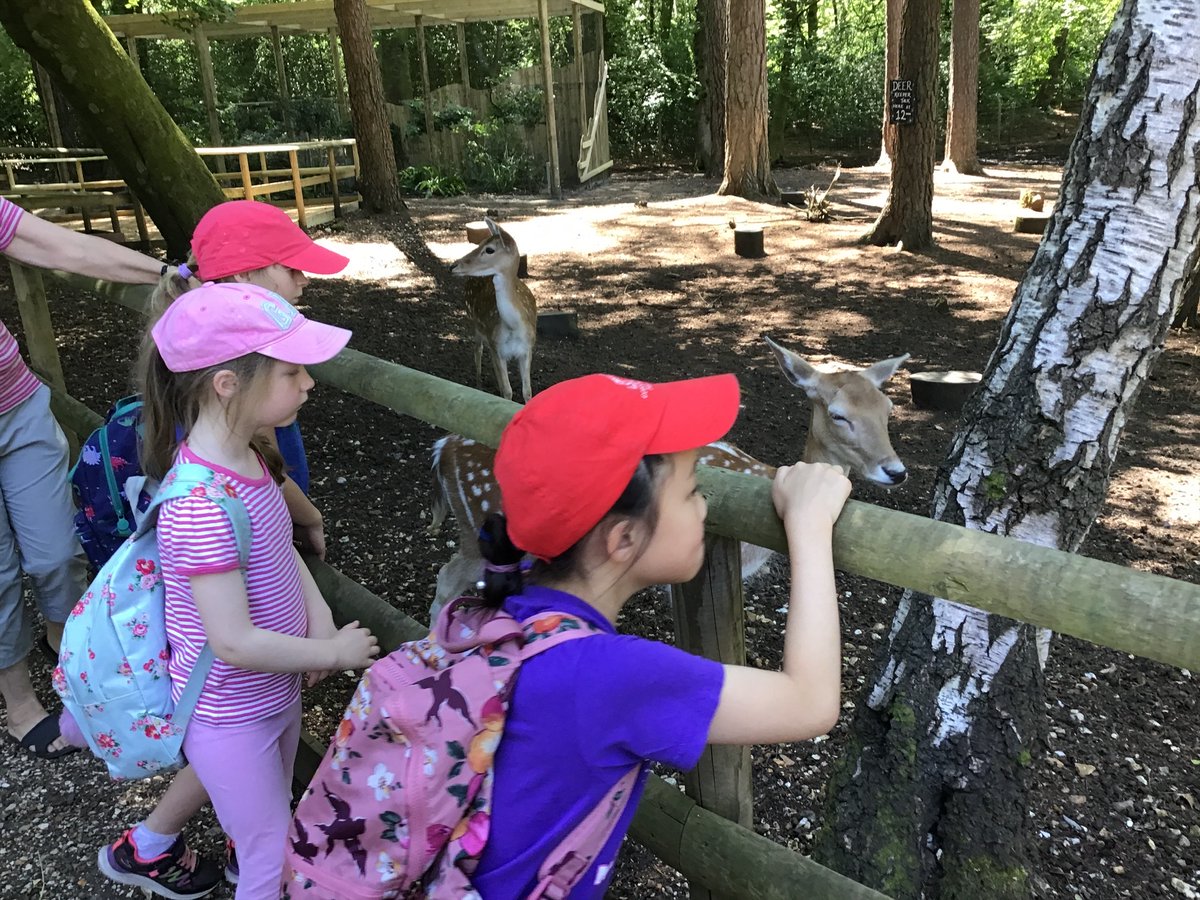 GodolphinPrep's tweet photo. The Pre-Prep recently had a fantastic trip to the New Forest Wild Life Park! Some highlights included meeting the giant otters, seeing the beautiful day old fawn and watching feeding time for the pack of wolves! The play park was great fun too! 🦌 https://t.co/wdyhO9CpOO
