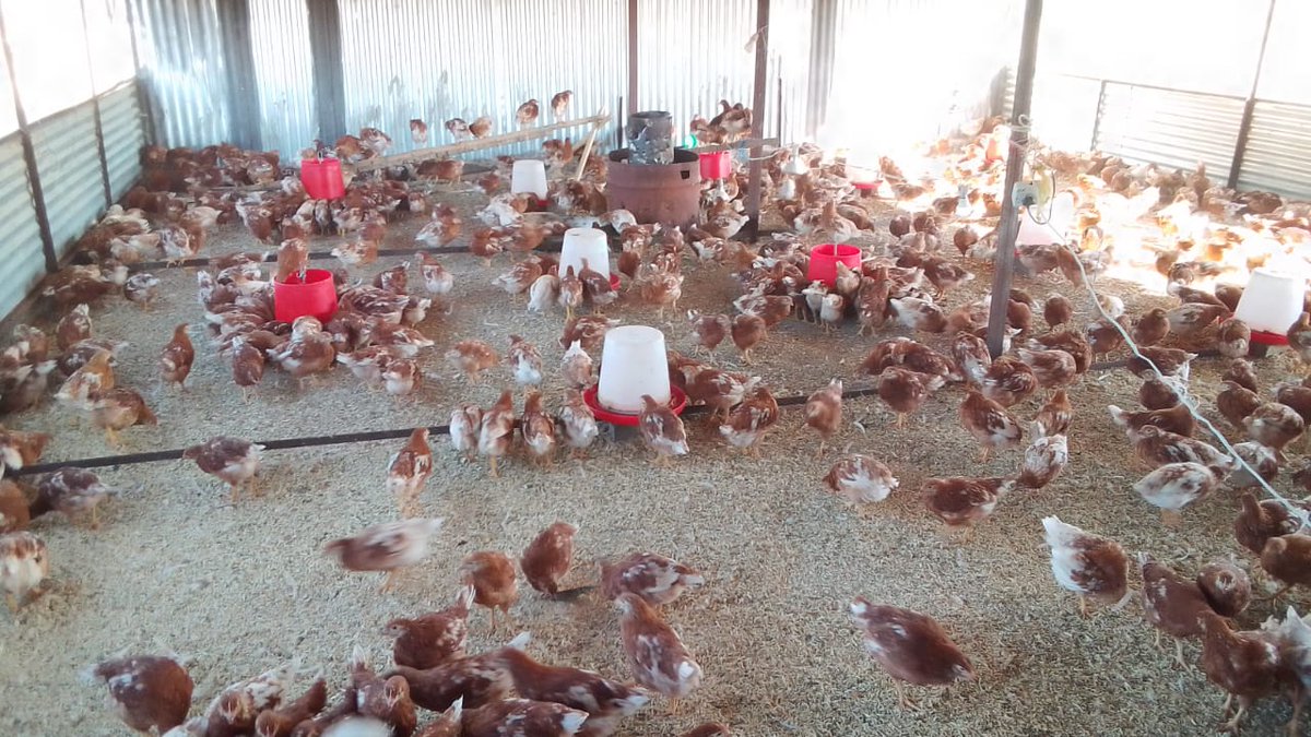 For a poultry farmer, once the chickens have eaten, everything else in the world is fine 🤣: they eat R345.00 a day now and soon R690.00 a day 🤣
