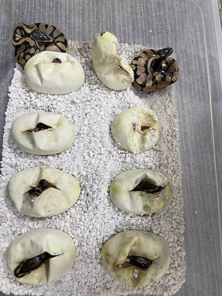 BMMorphsJapan's tweet photo. Clutch #1
Clown het Pied ♂
Super Enchi ♀ (初クラッチ)
11🥚
#ボールパイソン
#ballpython
#hetarmy
#ballin’
#ballgame
#recessivemorphs https://t.co/APO9l4V2qG