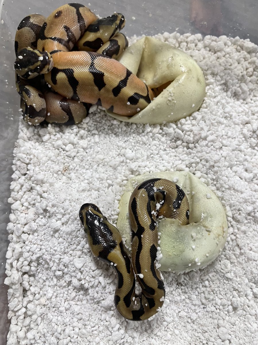 BMMorphsJapan's tweet photo. Clutch #1
Clown het Pied ♂
Super Enchi ♀ (初クラッチ)
11🥚
#ボールパイソン
#ballpython
#hetarmy
#ballin’
#ballgame
#recessivemorphs https://t.co/APO9l4V2qG