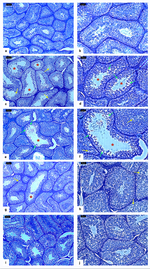 KateLiu08703628's tweet photo. 📢The Effects of Apricot Kernels and Pure Amygdalin on the Structural, Oxidative, and Inflammatory Characteristics of Rabbit Testicular Tissue @Landmark_IMR https://t.co/OZOqww8yt0
#histology #oxidativestress #inflammation #caspases #naturalcompound #plant #ROS #animalmodel https://t.co/MevO1233pv
