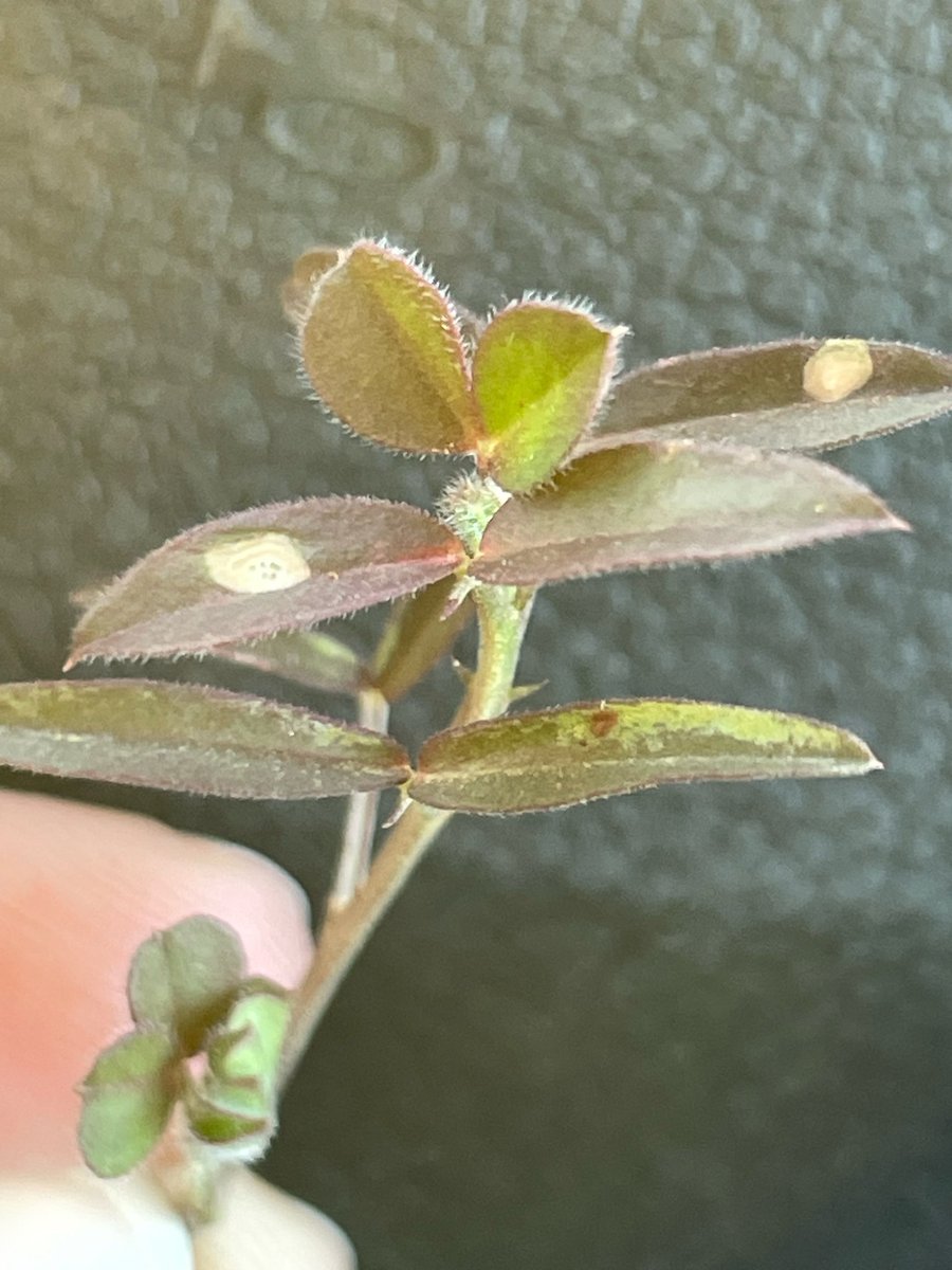 Seeing disease in vetch around Wycheproof already