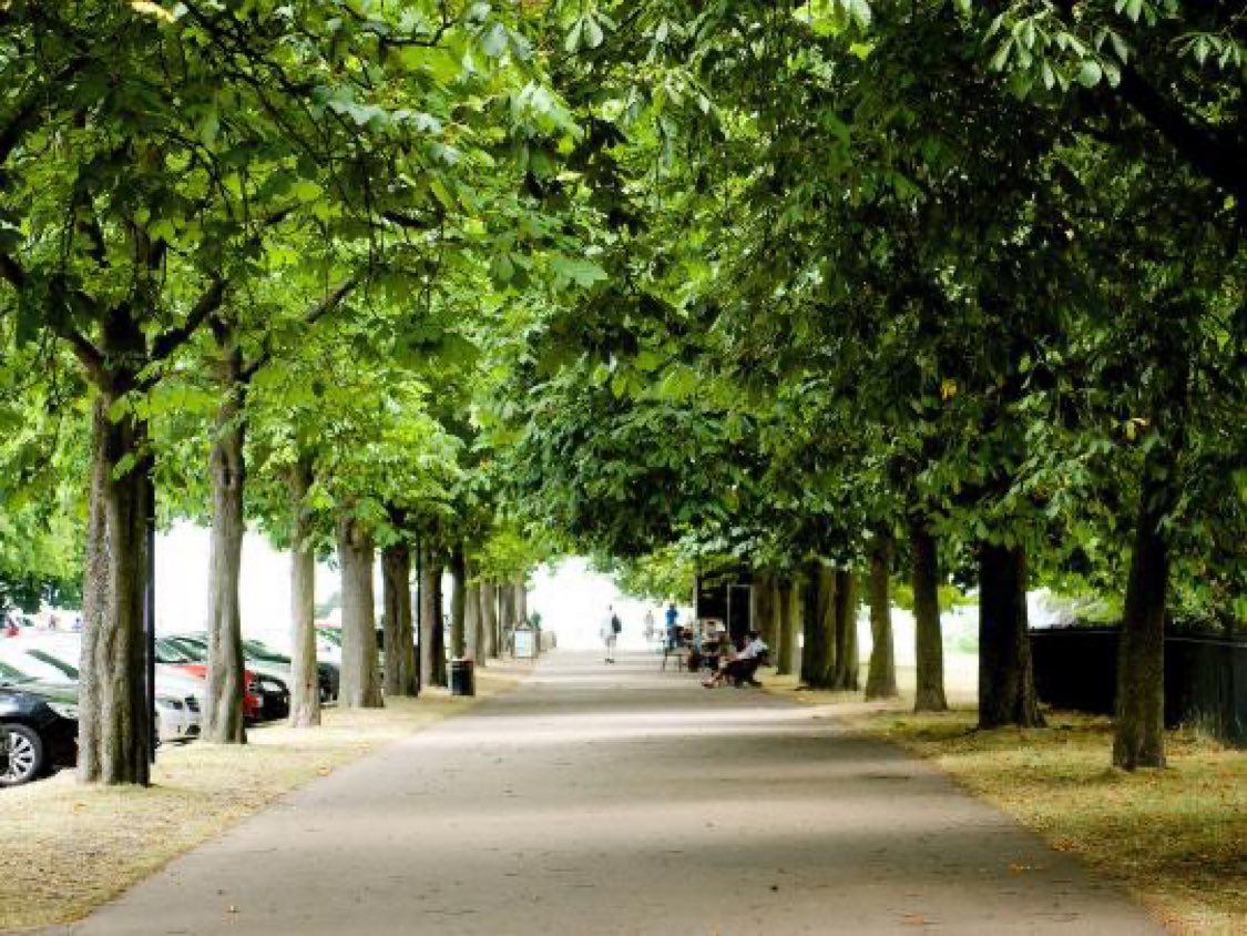 JamesMelville's tweet photo. A simple but effective way to improve our cities: Plant lots of trees. 

🌳produce oxygen
🌳store carbon dioxide
🌳reduce city pollution
🌳help protect from flooding
🌳dramatically reduce city temperatures
🌳provide habitats for urban wildlife 
🌳beautify surroundings https://t.co/15mKheTR6R